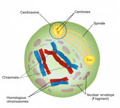 Compare meiosis in male and female germ cells, and use crossovers to increase the number of possible gamete genotypes. Meiosis Stages Chromatids Non Disjunction Teachmephysiology