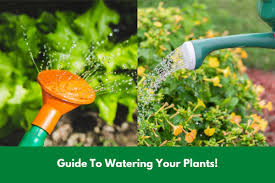 It's okay if the soil's surface dries out between waterings, but the soil beneath should. How Often Should I Water My Plants Indoors Outside And Potted Plants
