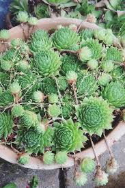Sukkulenten Homedeko Garten Kakteen Dekoration Sukkulenten Garten Kaktus