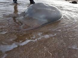 Maybe you would like to learn more about one of these? The 10 Weirdest Mystery Creatures Ever To Wash Up On Beaches Or Be Picked Up By Fishermen