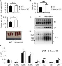 Andrea bergeron ve diğer tanıdıklarınla iletişim kurmak için facebook'a katıl. Role Of Selenof As A Gatekeeper Of Secreted Disulfide Rich Glycoproteins Sciencedirect