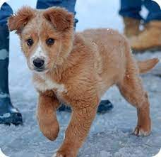 We did not find results for: Unionville Pa Golden Retriever Australian Shepherd Mix Meet Denver A Puppy For Adopt Golden Retriever Australian Shepherd Mix Puppy Mix Australian Shepherd