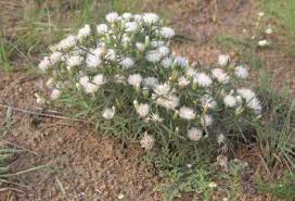 Image result for Dicoma