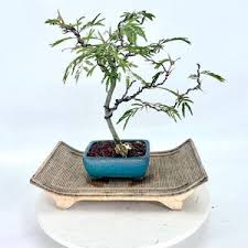 Image result for Acacia burkei