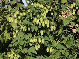 Das anpflanzen im garten aus wurzelstecklingen gelingt zuverlässig. Hopfen Humulus Lupulus Baumschule Horstmann