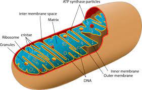 Maybe you would like to learn more about one of these? Mitochondria Power Producers In Cells