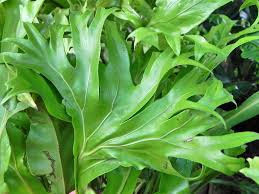 Image result for Polycarpon