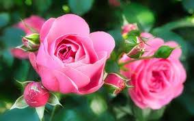 Scegli tra immagini premium su fiori sfondo bianco della migliore qualità. Pin Su Acquerelli