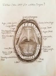 Welches Zahn Steht Fur Welches Organ Organe Magen Zahne