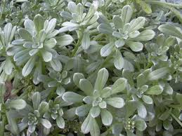 Image result for Haplocoelum inoploeum