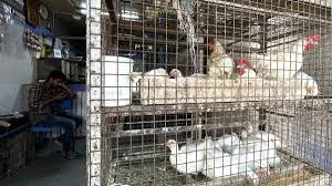Fear of bird flu, hot weather affect chicken price and sales, say sellers -  The Hindu