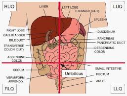 Labeled anatomical subdivisions of the brain enable one to quantify and report brain imaging data within brain regions, which is routinely done for functional, diffusion. Abdominal Organs By Quadrant Anatomy Organs Paramedic School Radiology Student
