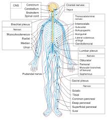 Central nervous system (cns) the cns is the brain and the spinal cord. Peripheral Nervous System Wikipedia