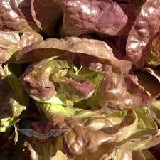 Image result for Lettuce Green 1977 Hussmann