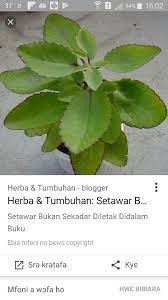 Check 'daun pisang hutan' translations into english. A Miracle Cure For Dengue More Back To Natural Cure Facebook