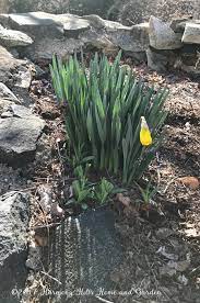 Top 6 Reasons Your Daffodils Aren T Blooming Harmony Hills Home And Garden