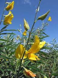 Image result for Crotalaria annua