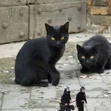 Cat Food Black Cat Lover Cats Cat Lovers