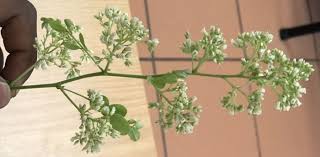 Image result for Dalbergia melanoxylon