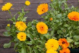 Check out our links page for some suggestions. How To Grow Calendula Pot Marigold
