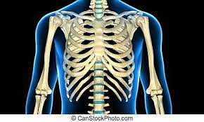 The rib cage is a primarily protective structure, encircling the heart and lungs. 3d Illustration Of Human Body Ribs Cage Anatomy The Rib Cage Is An Arrangement Of Bones In The Thorax Of All Vertebrates Canstock