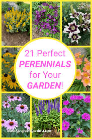 A cottage garden's soft planting palette. Classic Perennials That Every Flower Garden Needs Gingham Gardens