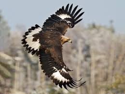 Eaglewoman is an associate law professor at. Golden Eagle Identification All About Birds Cornell Lab Of Ornithology