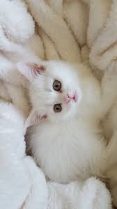 Puffy Kayseri Kedi