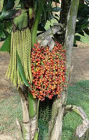 Image result for Caryota urens