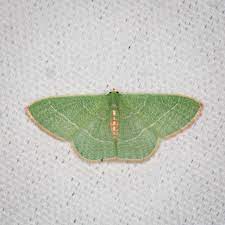 género Nemoria · iNaturalist Ecuador