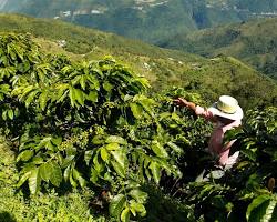 Image de Plantation de café en Colombie