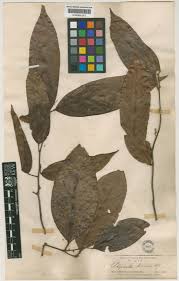 Image result for Ellipanthus