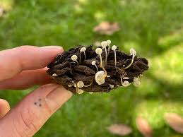 Image result for Strobilurus conigenoides