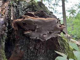 Image result for Ganoderma applanatum
