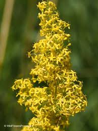 Image result for Galium verum