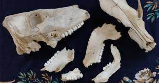 How To Whiten Animal Bones For Display Step By Step With Pictures Mom Goes Camping