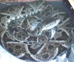 Image result for Bothrops asper