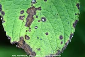 Image result for Cercospora hydrangea
