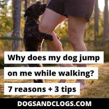 Dogs and puppies are going to want to jump if guests are encouraging it with their body as well as how they talk to them. Why Does My Dog Jump On Me While Walking 7 Reasons