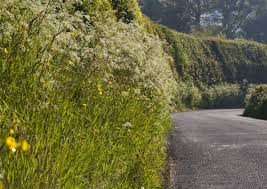 We need to more than double the number of wild species (plants, animals and fungi) assessed. Cow Parsley The Countryside Killer The Independent The Independent