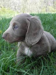 Long Hair Isabella Tan Pup Dachshund Love Blue Dachshund Dachshund Mom