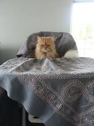 Mama Sandalyesinde Bir Kedi Kedi Sandalye