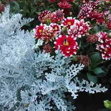 Im jahr 1926 vom wandsbeker lehrerverein als schulgarten gegründet, ist der botanische sondergarten wandsbek heute ein ort an dem man heimische und exotische pflanzen ansehen kann. Botanischer Sondergarten Wandsbek Botanischer Garten In Wandsbek