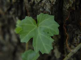 Image result for Cissus faucicola