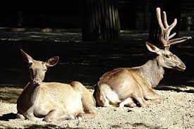 Klaus Kussmann Altai Maral Cervus Elaphus Sibiricus In The Berlin Zoo Archivbild Of June 2012 Animals Zoo Altai