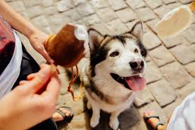 Il pasto deve rispettare la natura e la fisiologia dell'apparato gastroenterico del cane, quindi deve essere composto da carne, ossa, interiora, piccole quantità di. Alimentazione Del Cane Zooplus Magazine