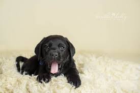 See black labrador stock video clips. Newborn Black Lab Puppies Novocom Top