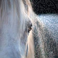 الخيل معقود بنواصيها الخير إلى يوم القيامة لوحات مميزة بالخط العربي مطبوعة على أجود أنواع الجلد الألماني أو قماش الكان islamic wall art islamic wall wall art