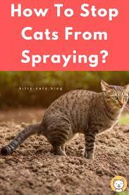 All Cats Urinate Spray To Mark Their Own Territory This Is As Natural As Habits Can Get So It Gets Quite Hard To Break After The Cat Spray Cats Cat Training