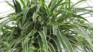 Image result for Chlorophytum pubiflorum